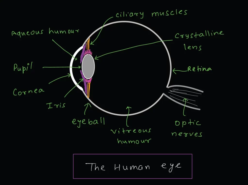 human eye